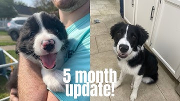 5 Month Old Border Collie Update! | PUPPY TRAINING TIPS