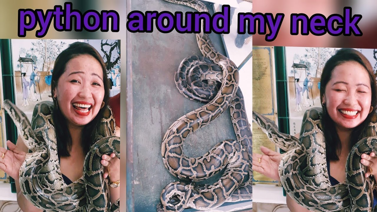 A python challenge around my neck #deal or no-deal#Short - YouTube