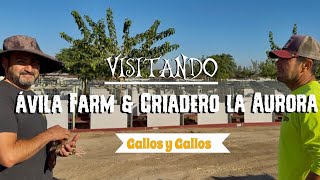 De vista con Ávila Farm y El compa Jimmy 🔥🐓👌🏼