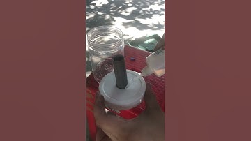 Chế lọc bio cho hồ cá lóc #caloccanh #calockieng #channa #channamaru #xuhuong #fish #yellowsentarum