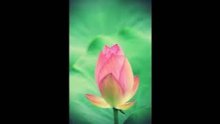 Pinkster Koortjies-Hoe verlang ek-Skooner & Skooner vir my