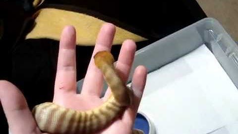 Woma Python Bite