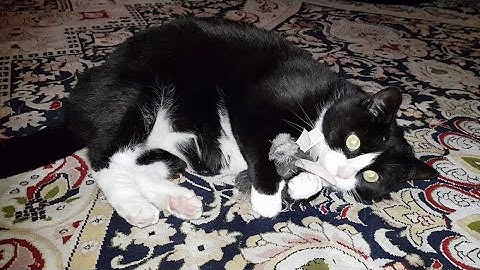 Tuxedo cat Bella still loves her catnip toy!