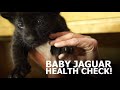 BABY jaguar HEALTH CHECK! - The Big Cat Sanctuary
