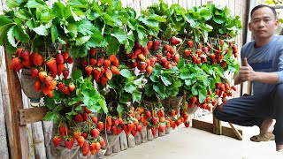 The Vertical Garden Mastery: Strawberry Success Story