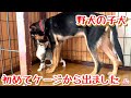 【子猫　子犬　保護犬　保護猫】野犬の子犬　初めてケージから出る