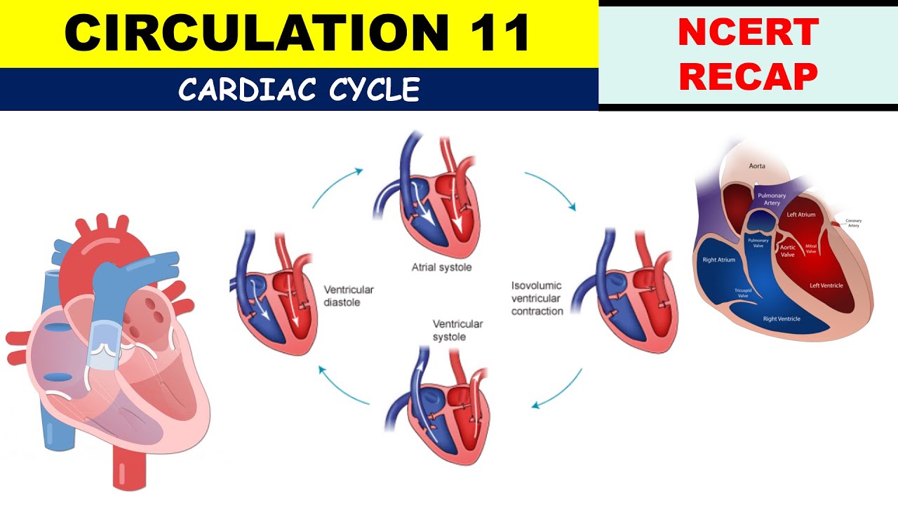 Circulation NCERT 11 | Cardiac Cycle | Joint Diastole | Ventricular ...