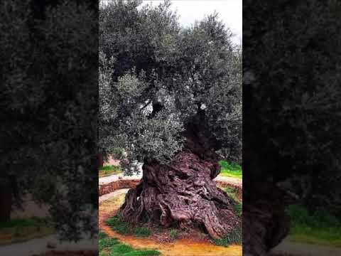 أقدم شجره زيتون في العالم عمرها ما يقارب 3500 عام موجودة في فلسطين