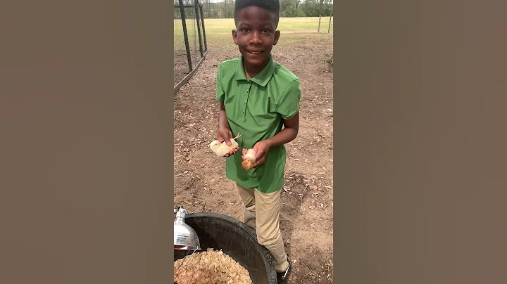 Chicken