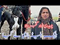 Black baldde bully kutta owner ch fawad ali gujjar champion bully dog