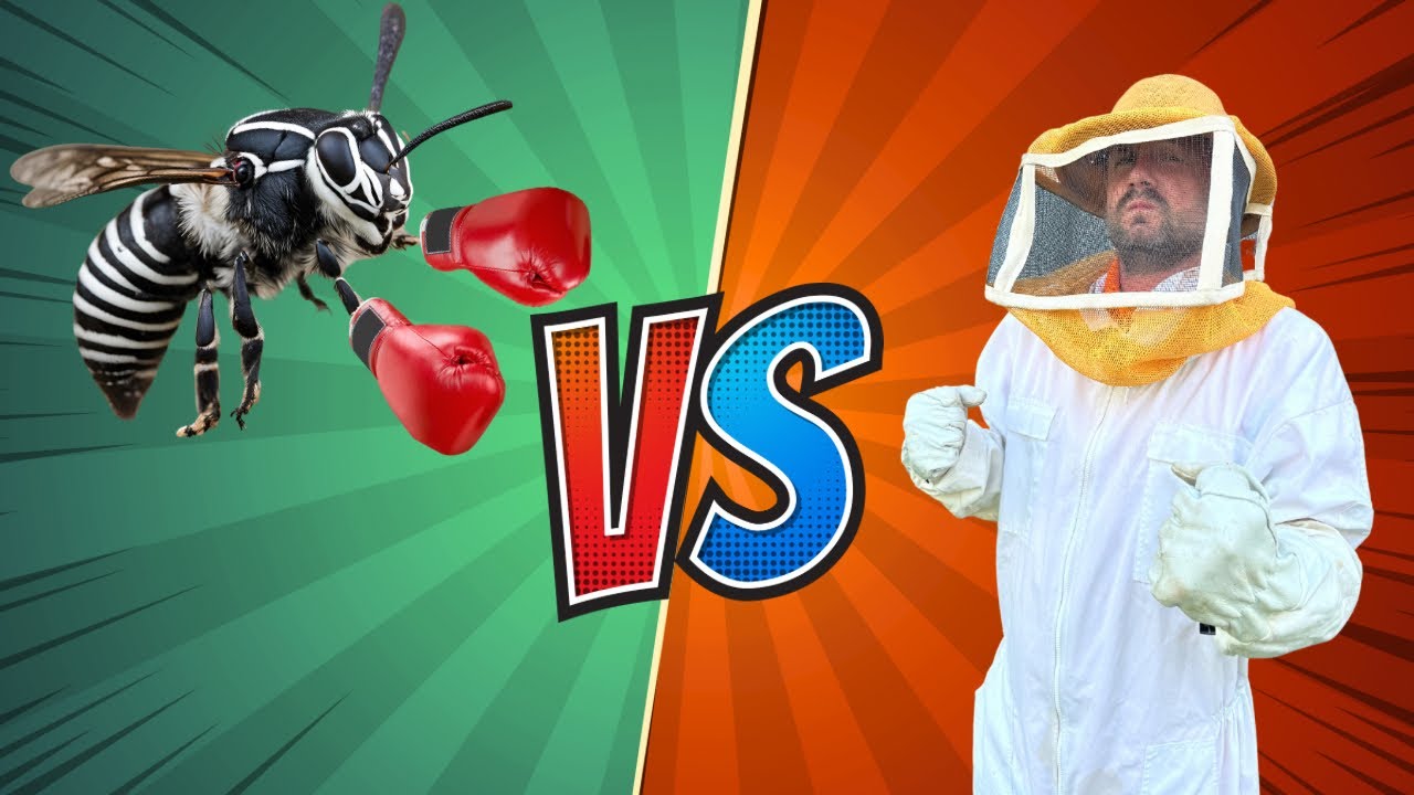 I Remove A Hornet Nest - Start To Finish