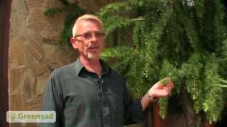видео Сосна сибирская и методы ее выращивания
