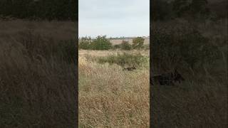 Рубикпромчался Ягдтерьер Немецкий Охотничий Терьер Гончая German Hunting Terrier Jagdterrier