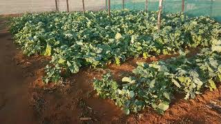 Malek Farms .. Kweneng District