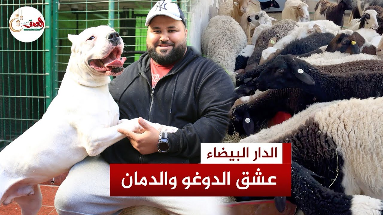رامو.. شاب شغوف بتربية الحيوانات يحول سطح منزله إلى مزرعة للكلاب الشرسة وينشئ زريبة لأغنام الدمان