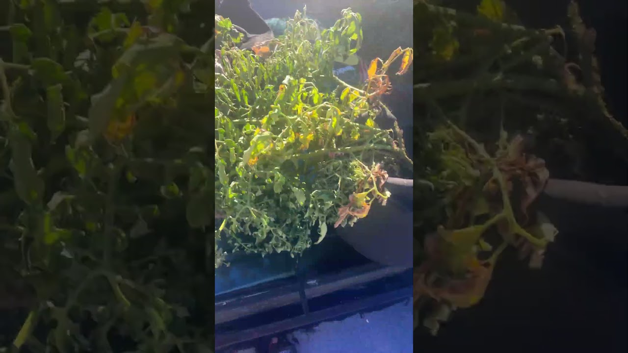 Tomatoes getting bigger picked another watermelon 