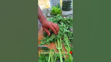 RT 5100200 mini rotary tillage and ridging all-in one tree 🌴