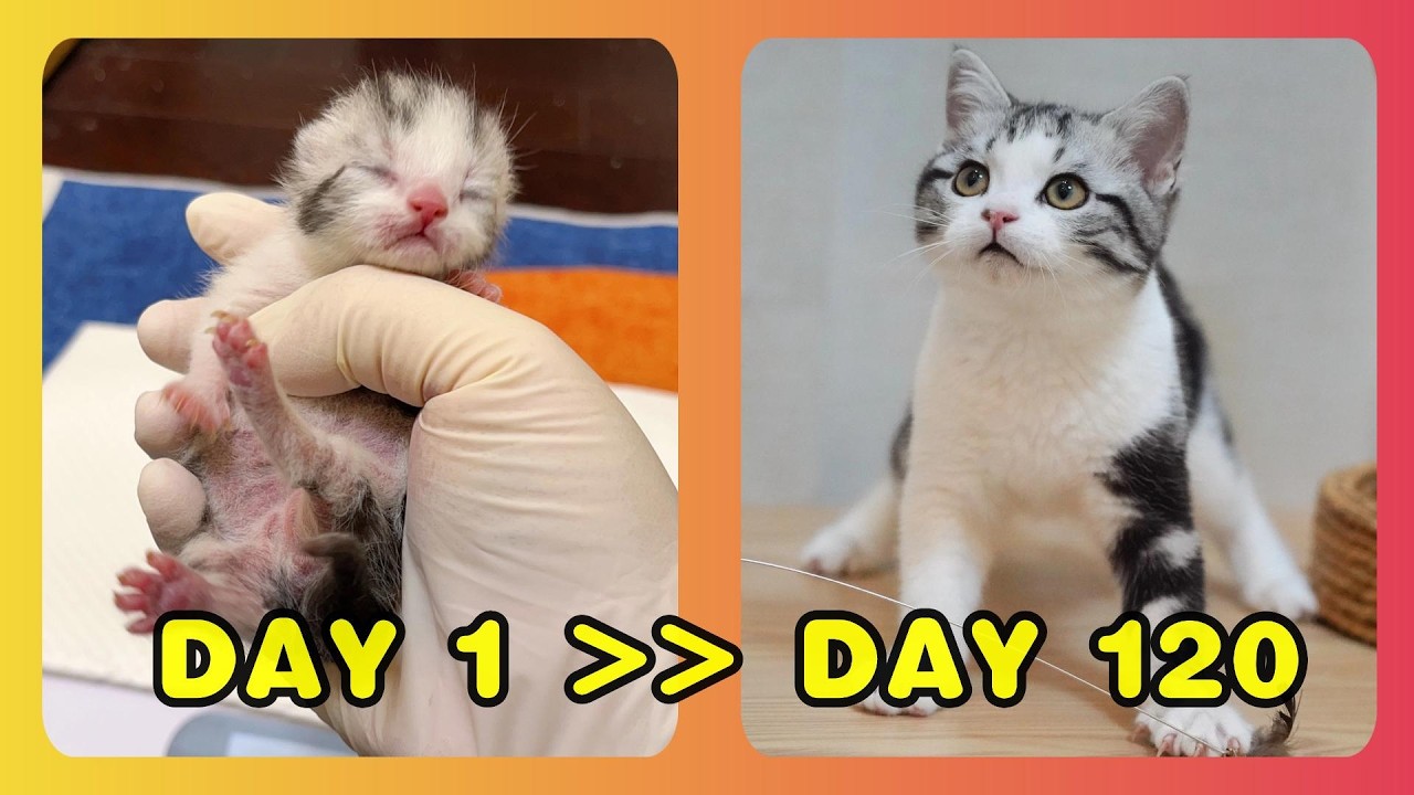 【小猫成长记】第224只，银虎斑加白♂