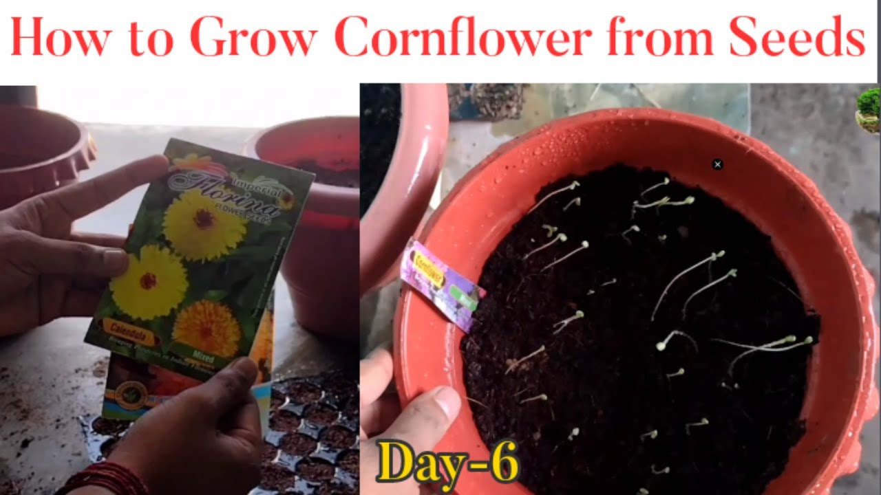 How To Grow Cornflower Plant From Seeds | Planting Cornflowers From Seeds In Pots