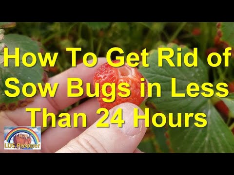 Organic Sow Bug Treatment (Fast & Cheap)