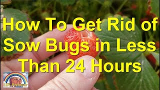 Organic Sow Bug Treatment (Fast & Cheap)