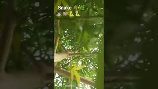 #trending video snake farm house 🐍🪺⛰️🌿🌴🐍