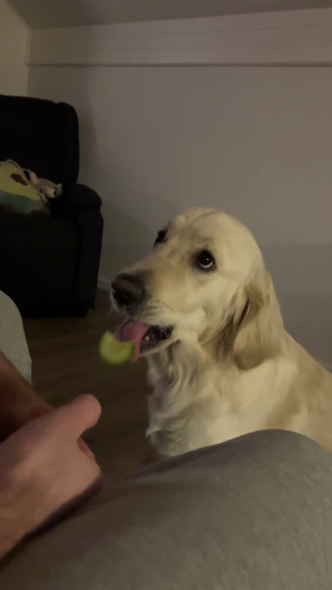 Dog Covertly Spits Out Cucumber || ViralHog