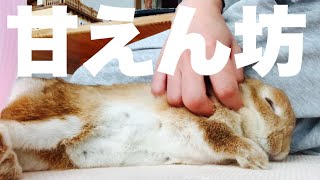 お父さんの横をガッチリキープするわがままボディのうさぎさん　#922