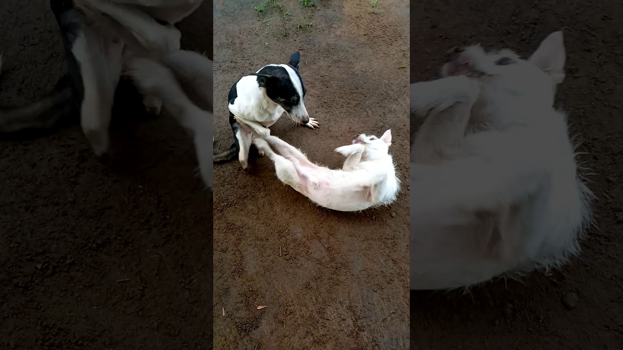 KUMPOL : PARALYSED,DISABLED DOG A RESCUE