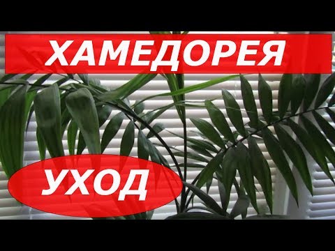 ХАМЕДОРЕЯ Изящная / Уход в Домашних Условиях