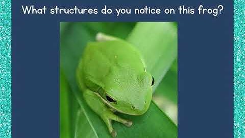 Adaptations  structures and functions Mini lesson