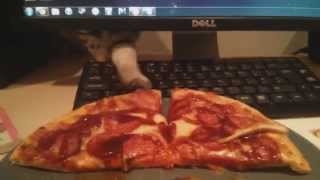 Compilation of Cats Stealing Food