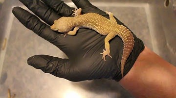 MURPHY PATTERNLESS POSS HET EMBER FEMALE LEOPARD GECKO UPDATE DECEMBER 2016