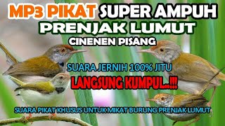 SUARA PIKAT BURUNG KECIL PALING AMPUH PRENJAK LUMUT GACOR RIBUT 100% JITU