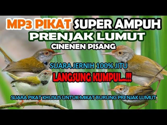 SUARA PIKAT BURUNG KECIL PALING AMPUH PRENJAK LUMUT GACOR RIBUT 100% JITU class=