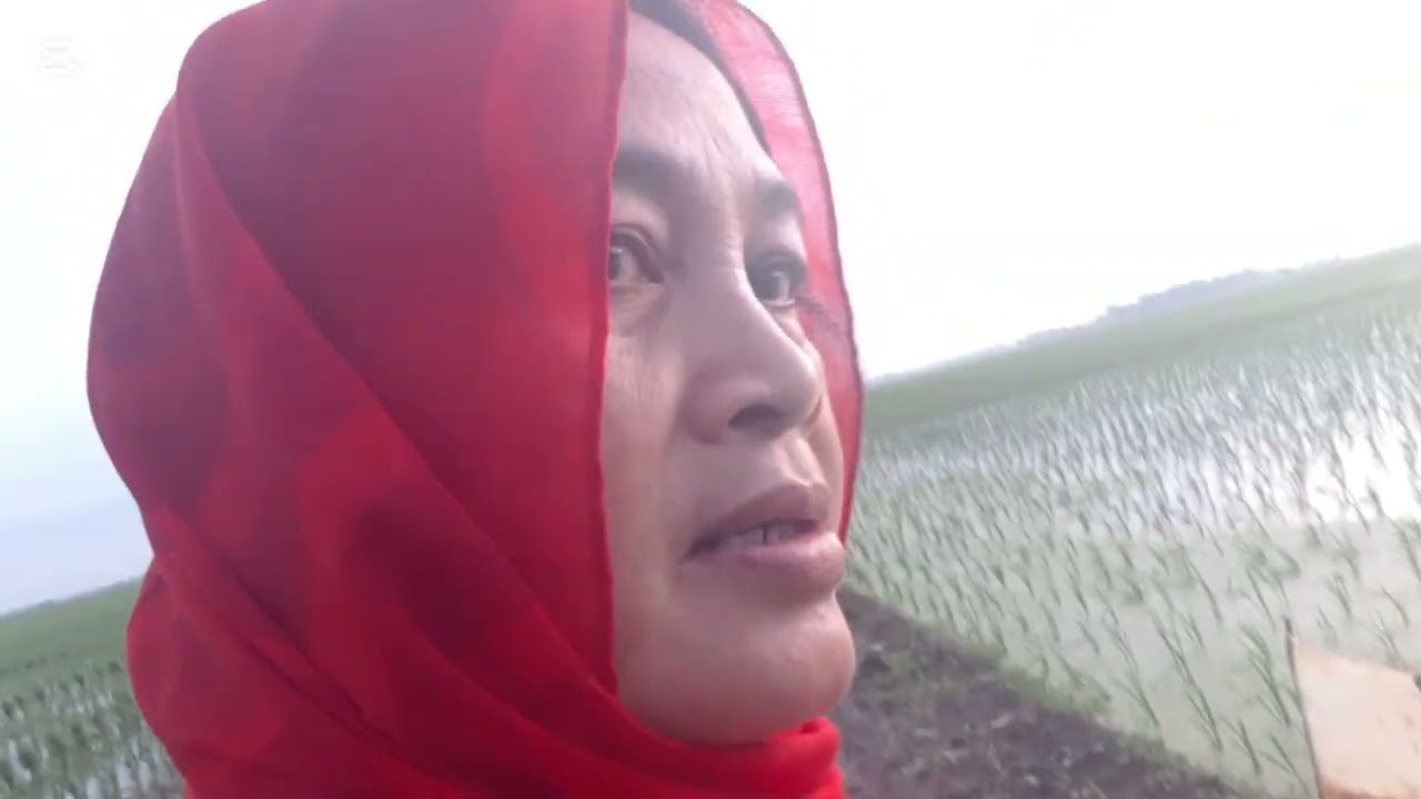 Menikmati udara sejuk pemandangan peswahan