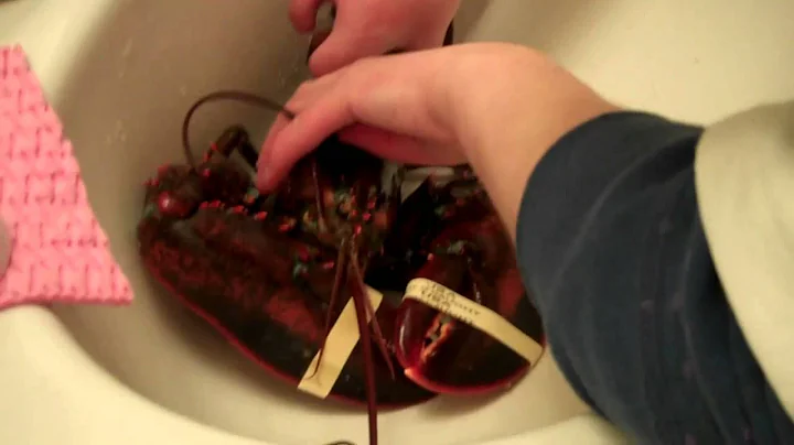 Monica and the lobster in her sink