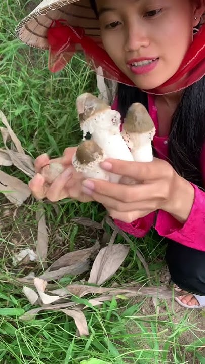 Hái Nấm Tre hay còn gọi là nấm báo mưa, rất dinh dưỡng và cao cấp - YouTube
