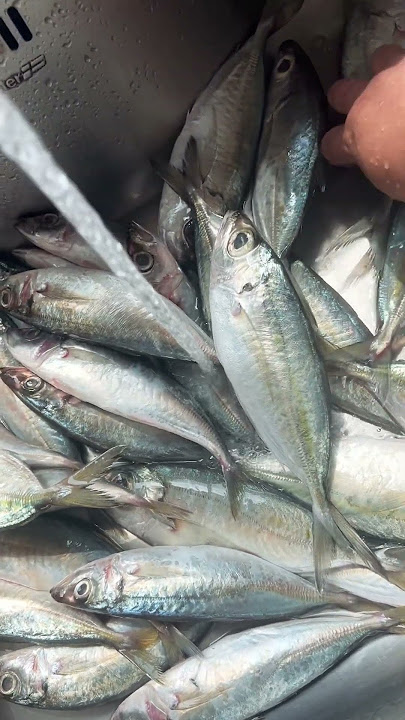 Mura ang isda marami bibili ko!