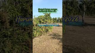 The Kings Of Mangoes Harumanis Why The Price Is Very Expensive?