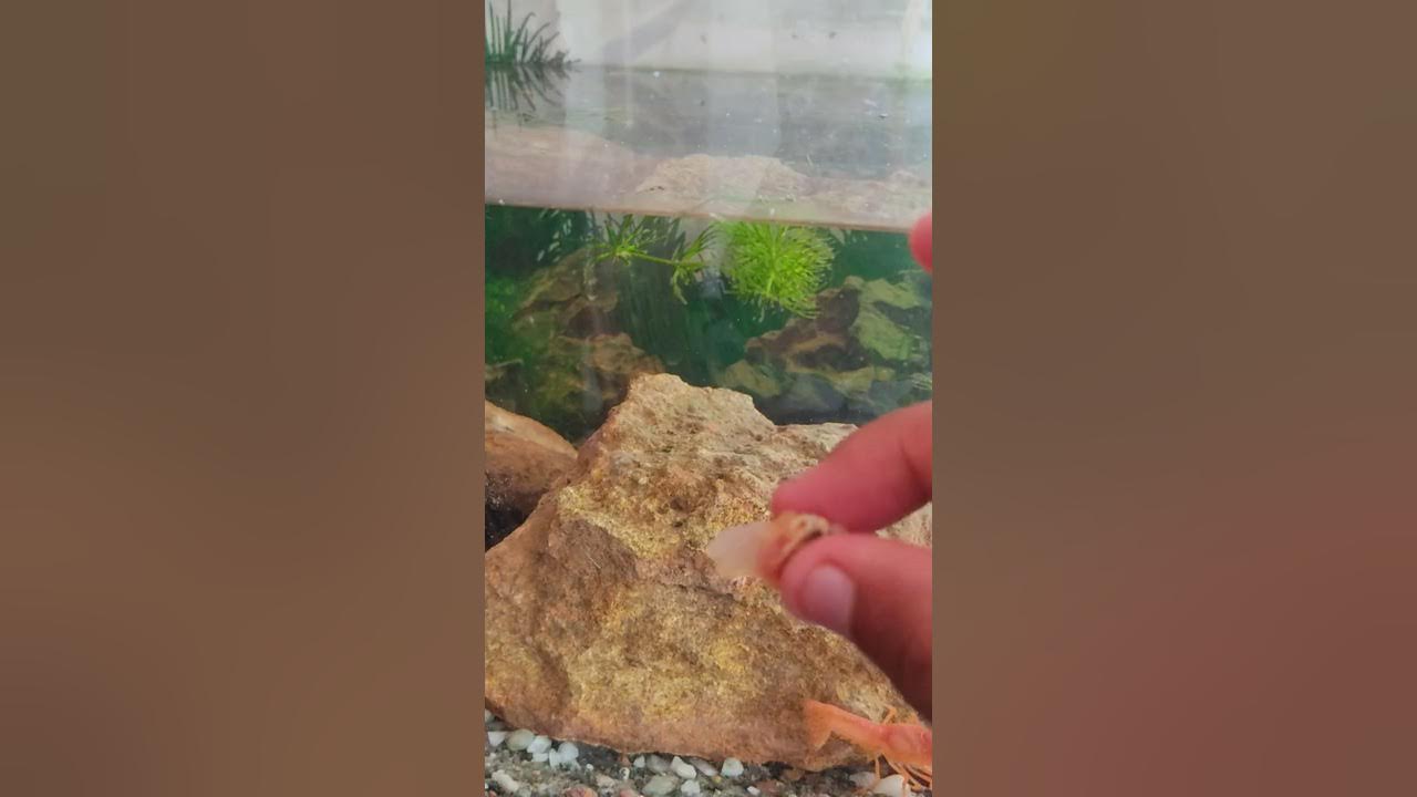 this is how i feed my crayfish 😌🦞 YouTube