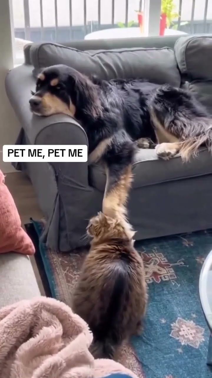 Kittyo demanding pets to that new prvnci
