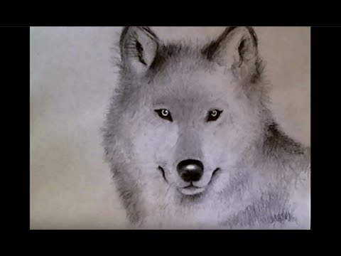 How to Draw Realistic Wolf (for beginners!) - YouTube