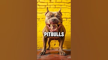 The Dangerous Reality of Pitbulls