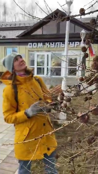 #Яренск …красивая лиственница…Архангельская область…май 2022 - YouTube