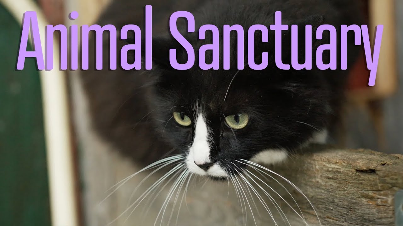 Out of Africa Animal Sanctuary | BSS S1E6