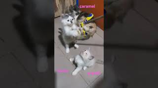#kittens #cornknee #caramel #koala #dave