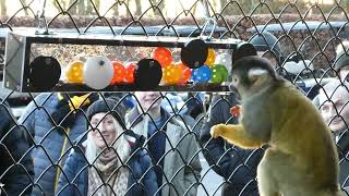 Team Building event at Port Lympne - Squirrely monkey disk front