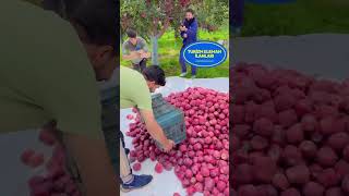 Antalya Elma Toplama İş İlanları - Yevmiyeci Arayan Elma Bahçeleri Resimi