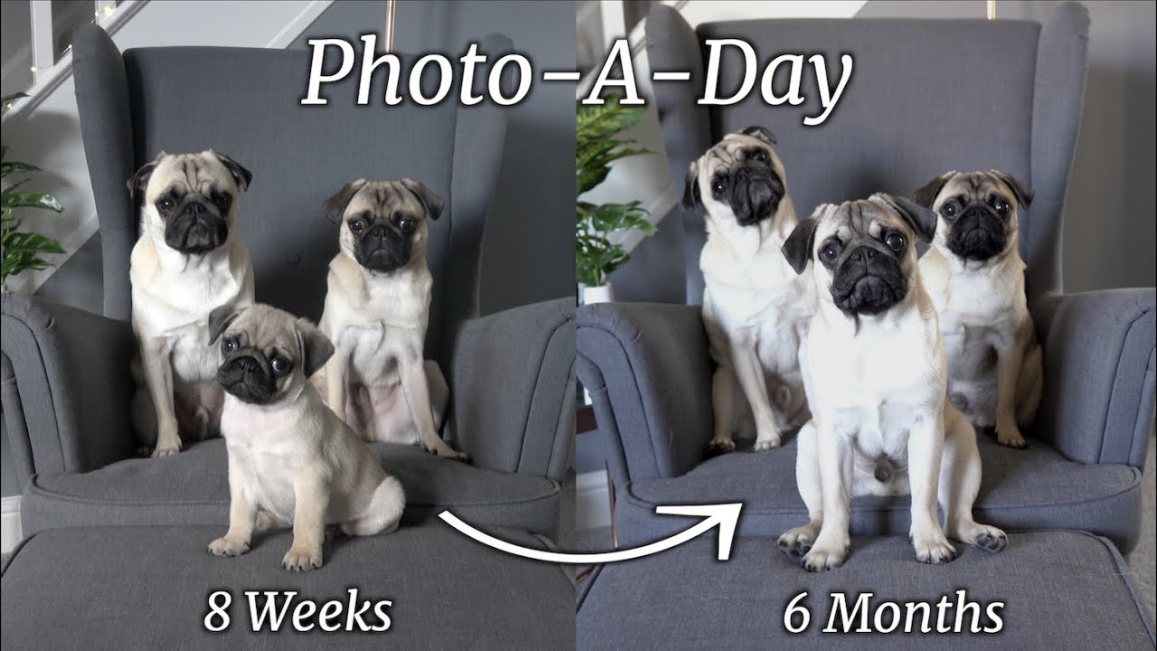 How Much Should A 8 Week Old Pug Puppy Weigh